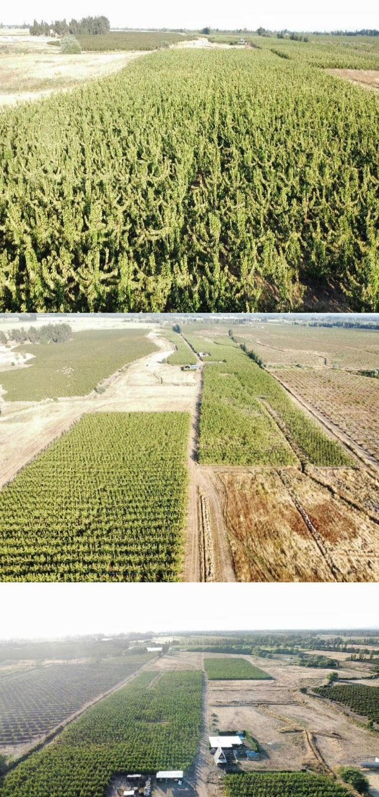 Campo en venta en Bulnes — foto 3