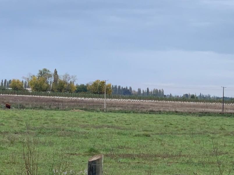 Campo en venta en Bulnes — foto 5