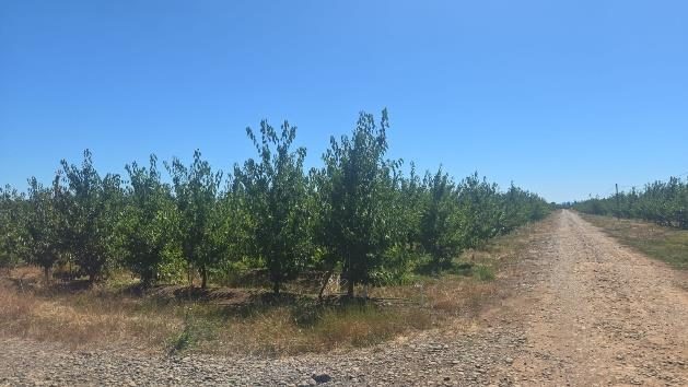 Campo en venta en Bulnes — foto 7