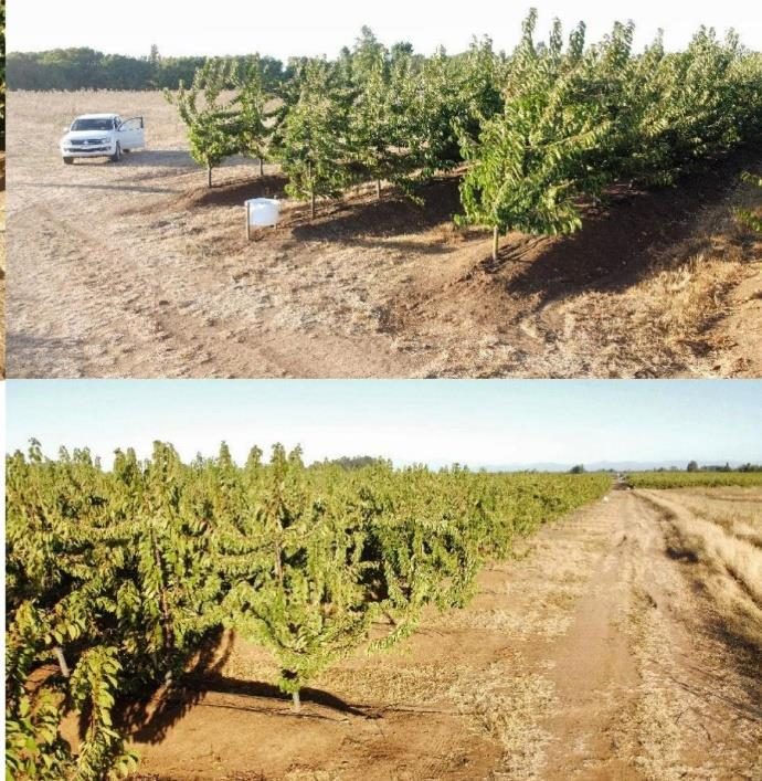 Campo en venta en Bulnes — foto 10