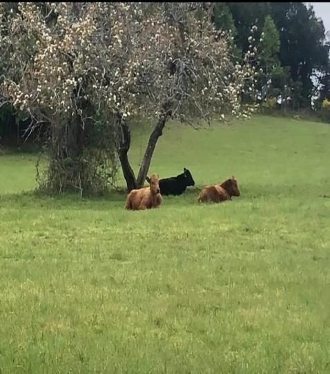 Campo en venta en La Unión — foto 1