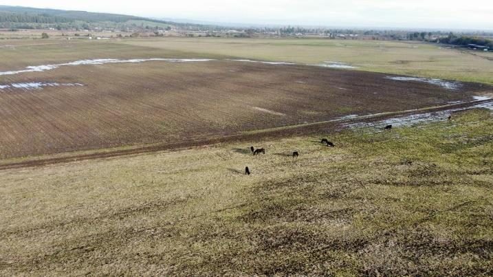Campo en venta en Coihueco — foto 5