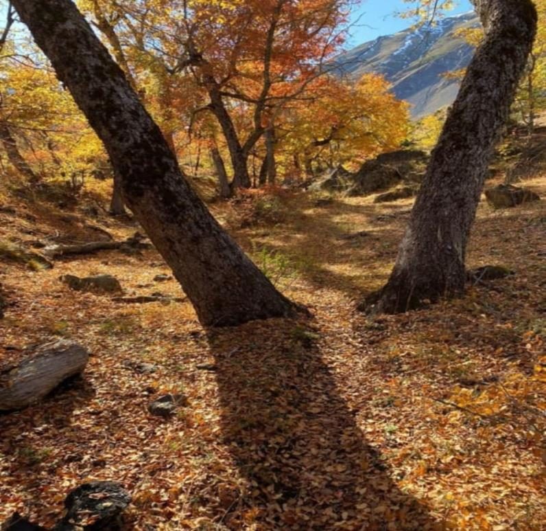 Campo en venta en San Fabián — foto 8