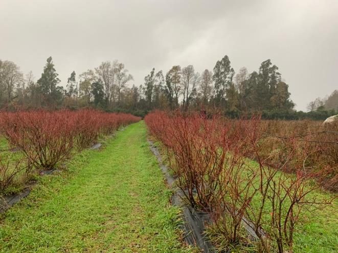Campo en venta en Villarrica — foto 1