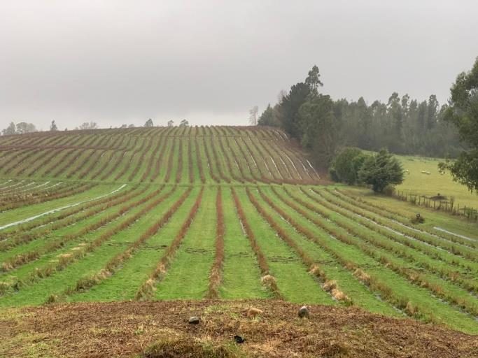 Campo en venta en Villarrica — foto 2