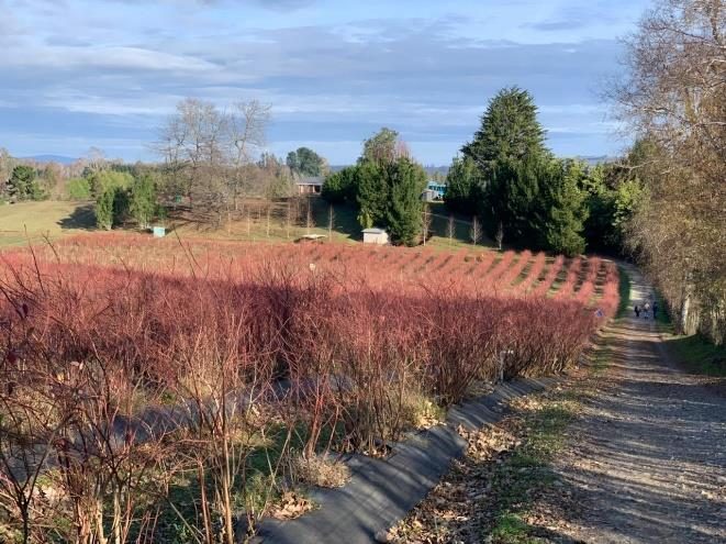 Campo en venta en Villarrica — foto 3