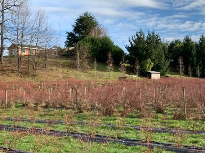 Campo en venta en Villarrica — foto 5
