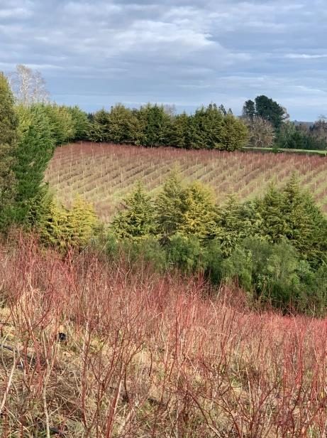 Campo en venta en Villarrica — foto 6
