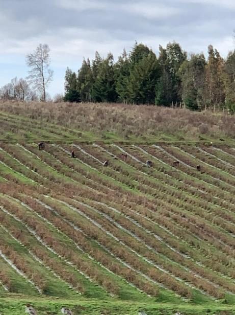 Campo en venta en Villarrica — foto 7