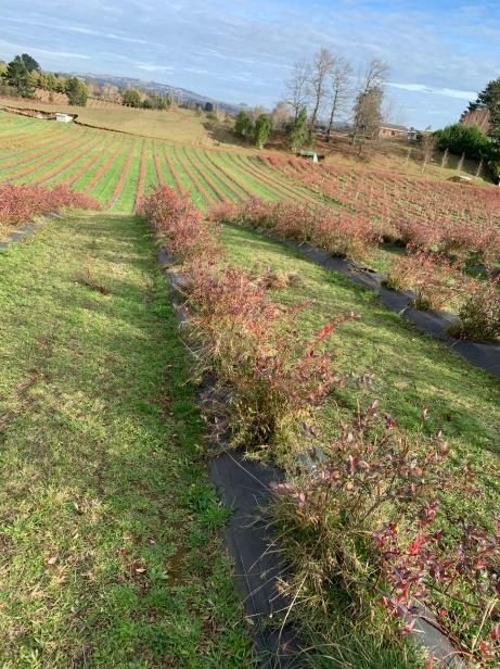 Campo en venta en Villarrica — foto 8