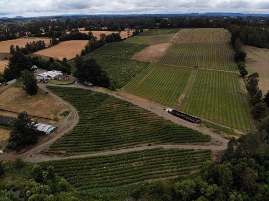 Campo en venta en Villarrica — foto 9