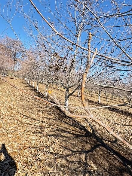Campo en venta en Pemuco — foto 1