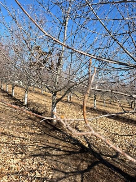 Campo en venta en Pemuco — foto 2