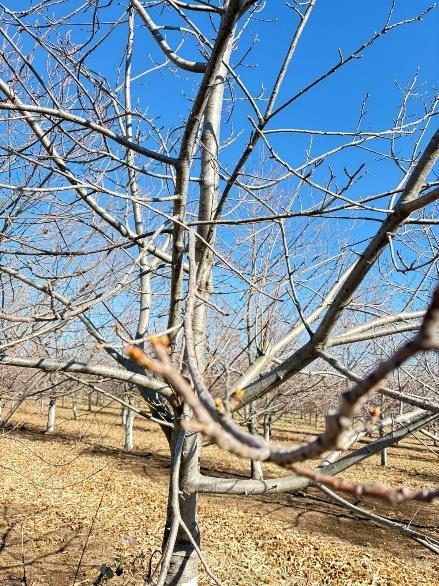 Campo en venta en Pemuco — foto 3