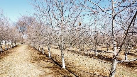 Campo en venta en Pemuco — foto 7