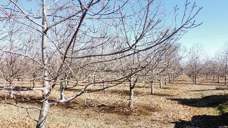 Campo en venta en Pemuco — foto 8