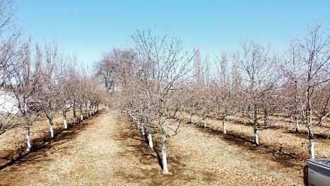 Campo en venta en Pemuco — foto 9