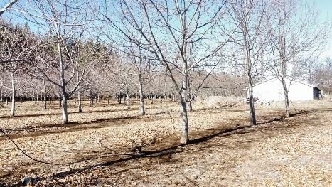 Campo en venta en Pemuco — foto 10