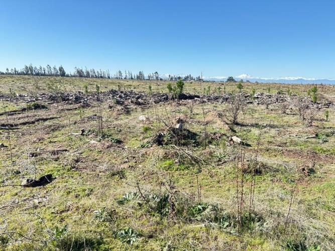 Campo en venta en Ñiquén — foto 9