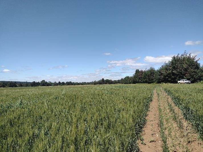 Campo en venta en Renaico — foto 1