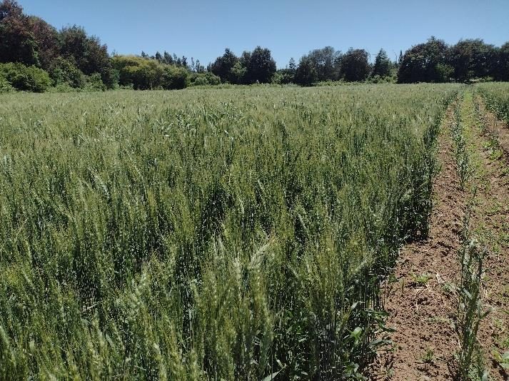 Campo en venta en Renaico — foto 2