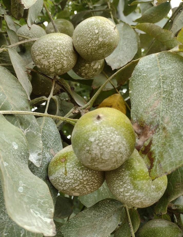 Campo en venta en Renaico — foto 3