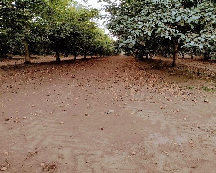 Campo en venta en Renaico — foto 5