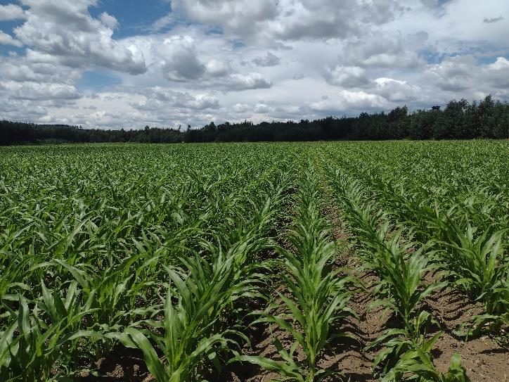 Campo en venta en Renaico — foto 6