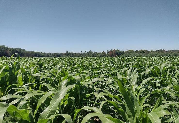Campo en venta en Renaico — foto 10