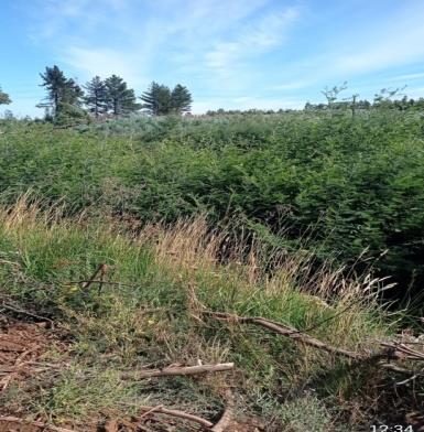 Campo en venta en Mulchén — foto 4
