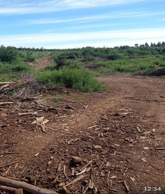 Campo en venta en Mulchén — foto 5
