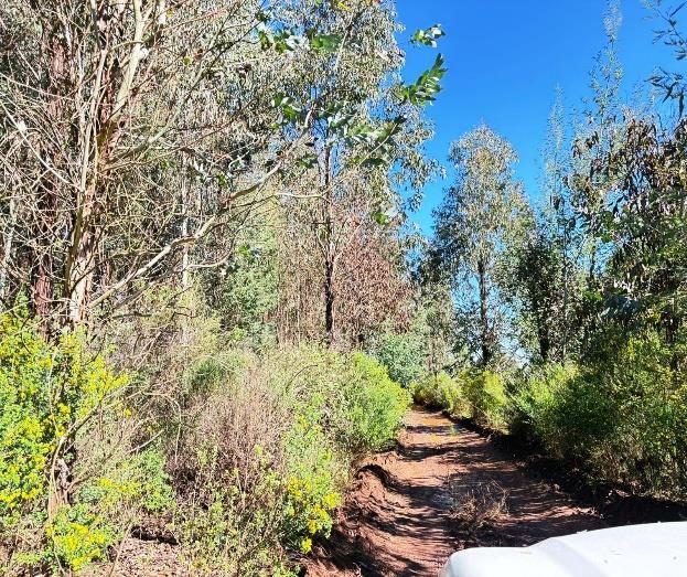 Campo en venta en San Ignacio — foto 2