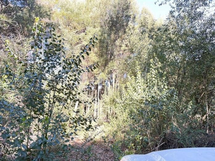 Campo en venta en San Ignacio — foto 3