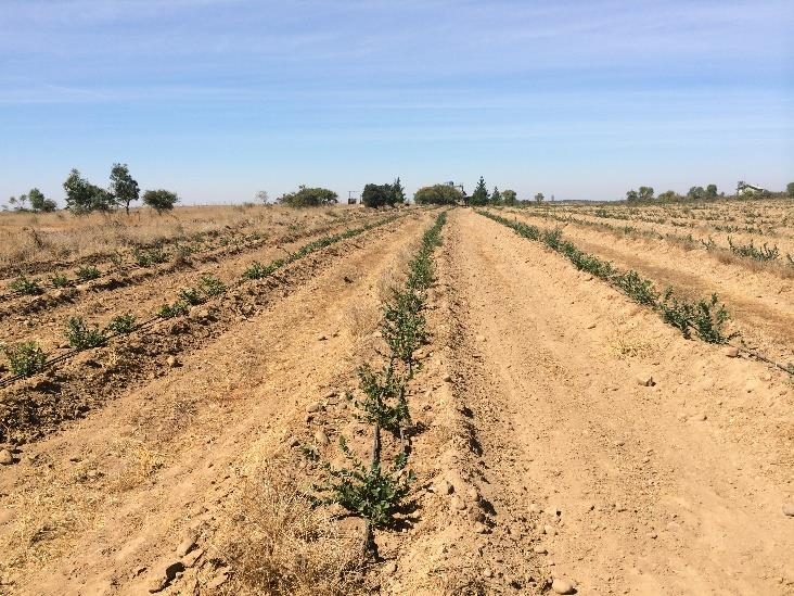Campo en venta en Litueche — foto 3