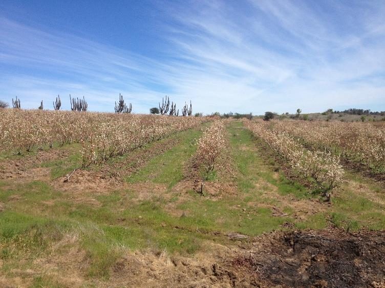 Campo en venta en Litueche — foto 6