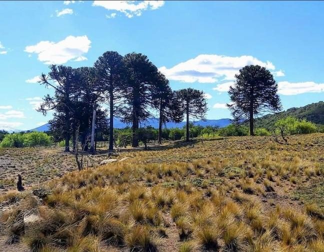 Campo en venta en Lonquimay — foto 7