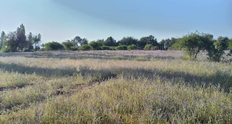 Parcela en venta en Bulnes — foto 1