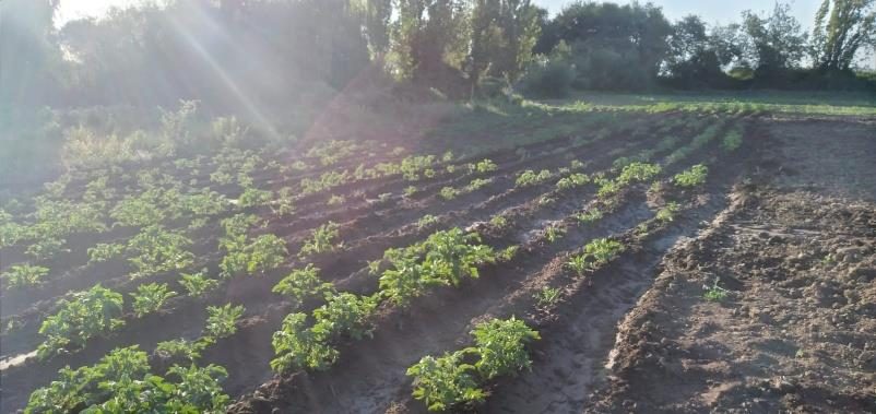 Parcela en venta en Bulnes — foto 3