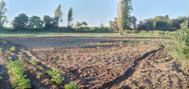 Parcela en venta en Bulnes — foto 4