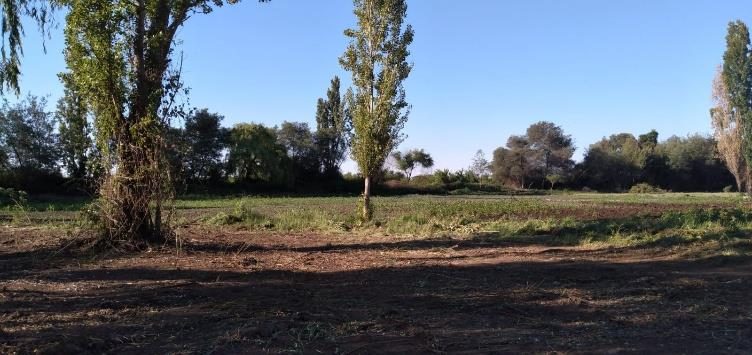 Parcela en venta en Bulnes — foto 8