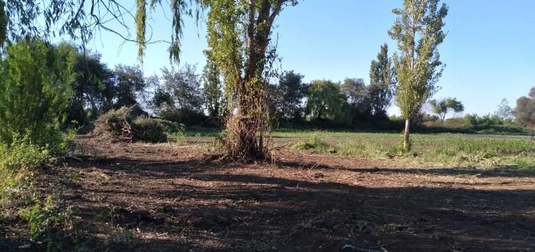 Parcela en venta en Bulnes — foto 10