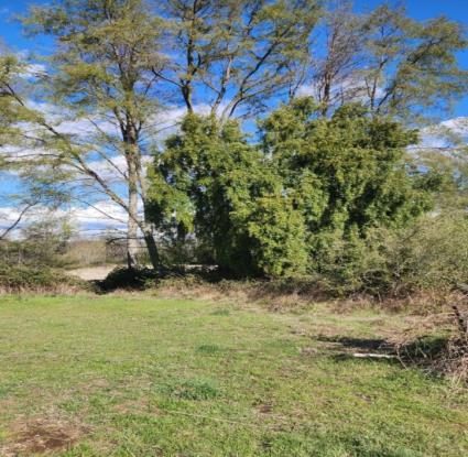 Campo en venta en San Ignacio — foto 4