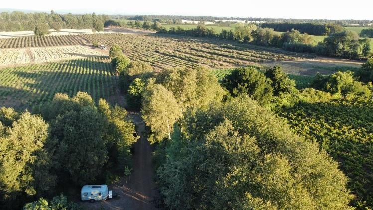 Campo en venta en Pinto — foto 2