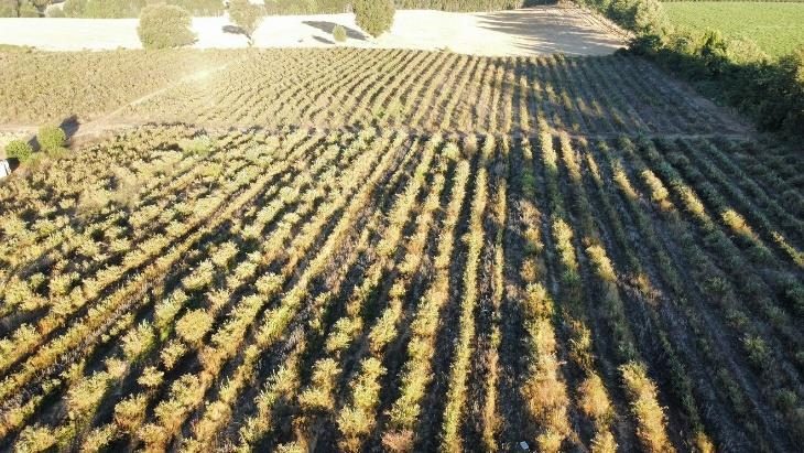 Campo en venta en Pinto — foto 3