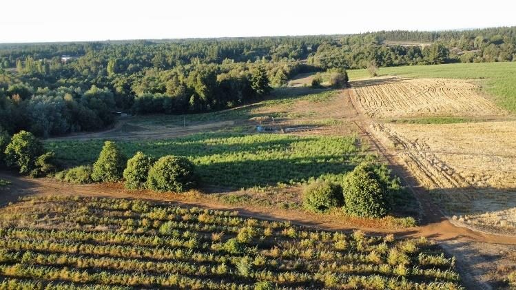 Campo en venta en Pinto — foto 6