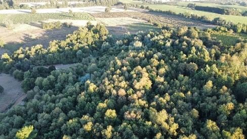 Campo en venta en Pinto — foto 7