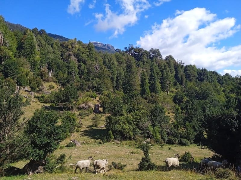 Parcela en venta en Chaitén — foto 1