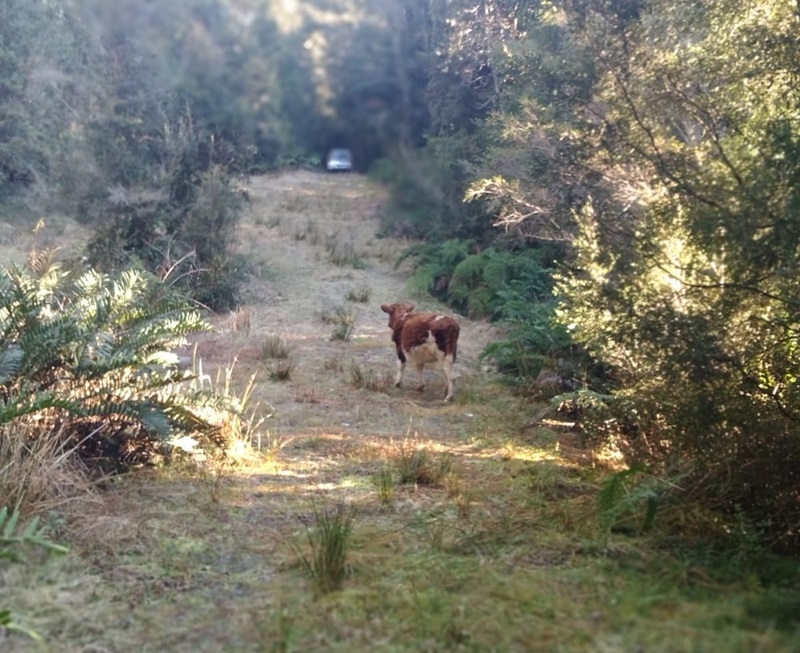 Parcela en venta en Puerto Montt — foto 2