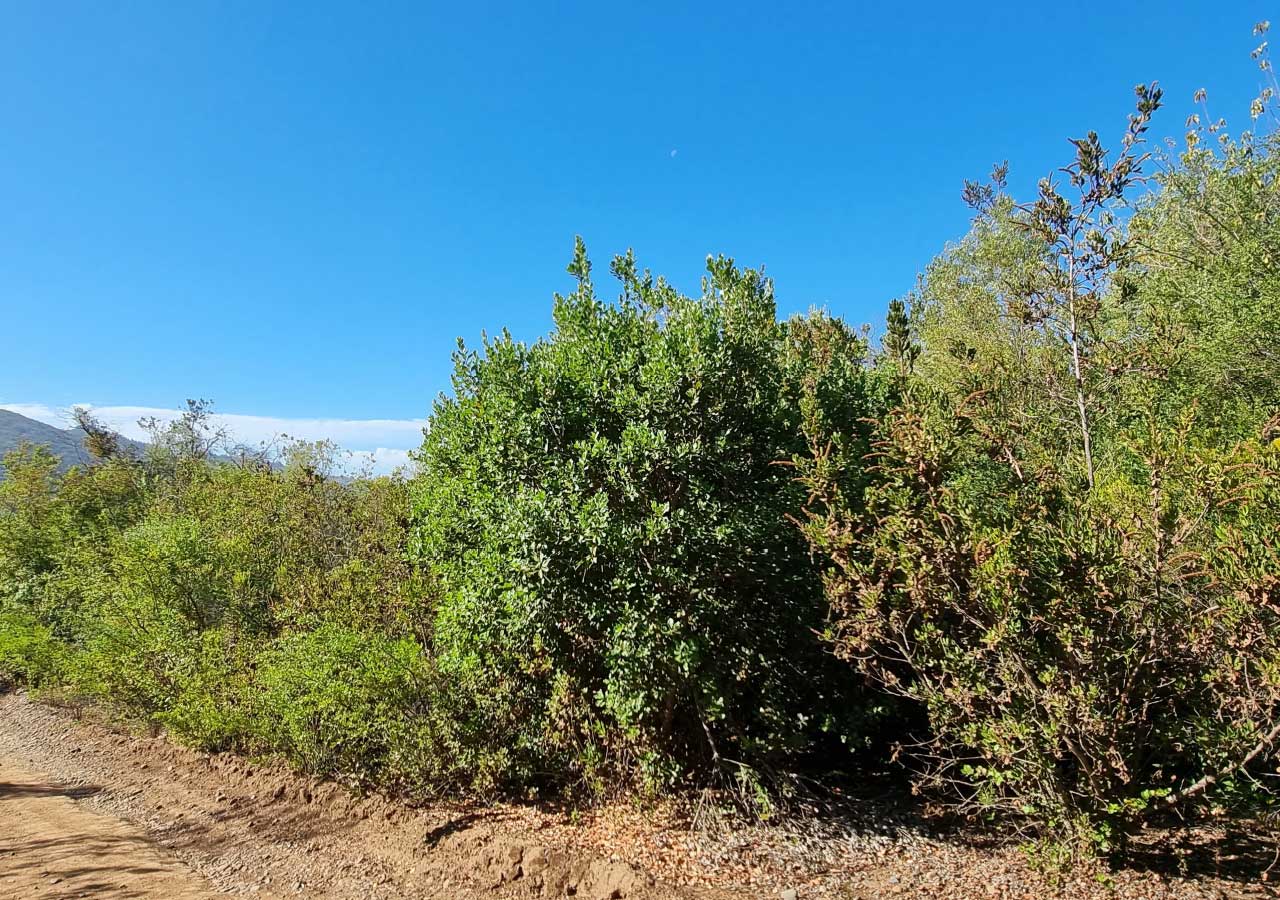Terreno en venta en Colbún — foto 3