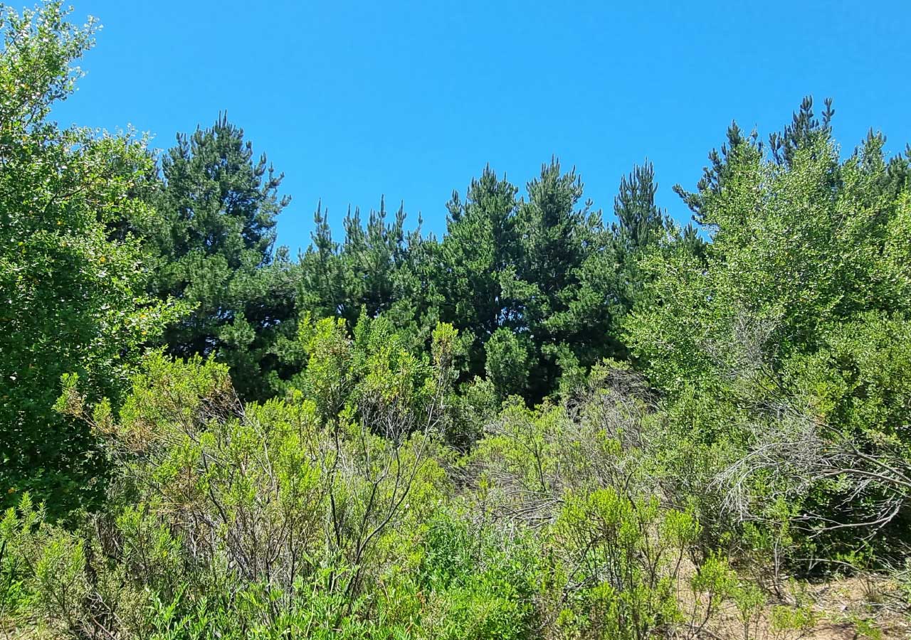 Terreno en venta en Colbún — foto 8